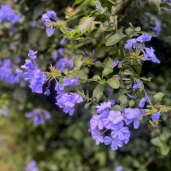 Meet your Posher, Silvia - Picture 1 of 1